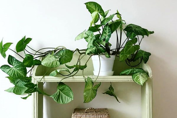 گل خرگوشی سبز